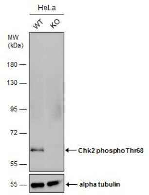 Knockout Validated: Chk2 [p Thr68] Antibody [NBP3-13076]